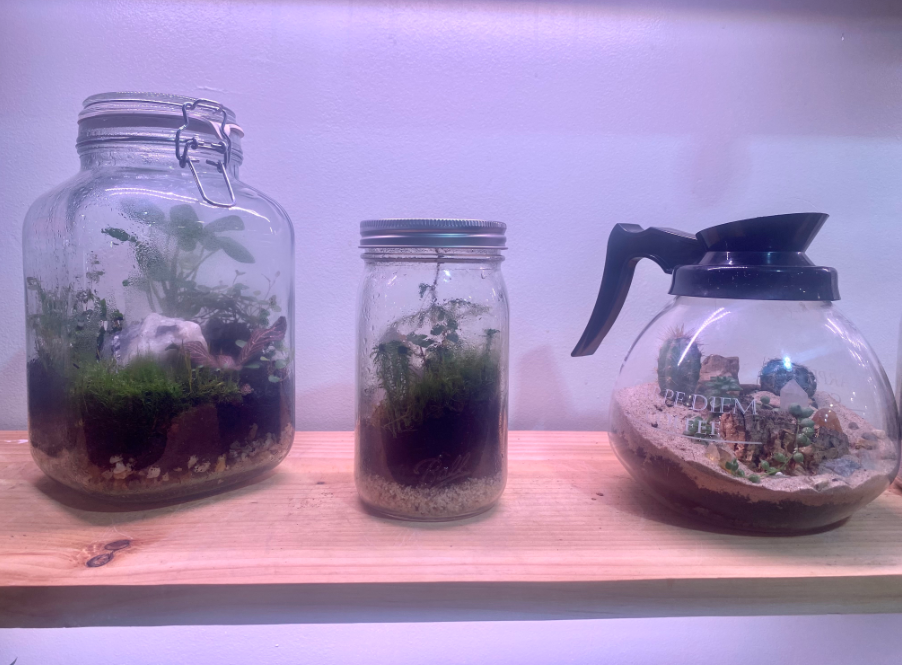 three different terrariums in a specialty shop show condensation on the inside of the containers.